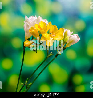 Fresias flores amarillas y blancas, de cerca, fondo blanco Fotografía de  stock - Alamy