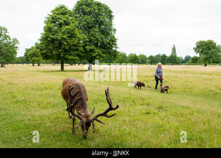 Richmond, Londres, Reino Unido - Julio 2017: el ciervo rojo se alimenta de una pradera de hierba en Bushy Park junto a una anciana caminando dos perros.