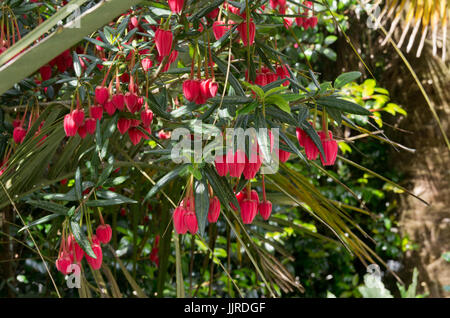 Crinodendron hookerianum Foto de stock