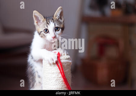 Lindo gatito en un Cat Tower Foto de stock