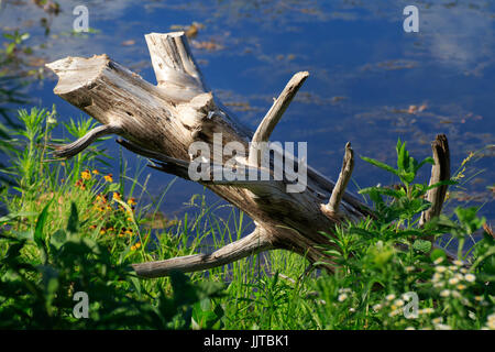 Un árbol muerto en la orilla del lago Perdido en las montañas de Wichita Oklahoma SW Foto de stock