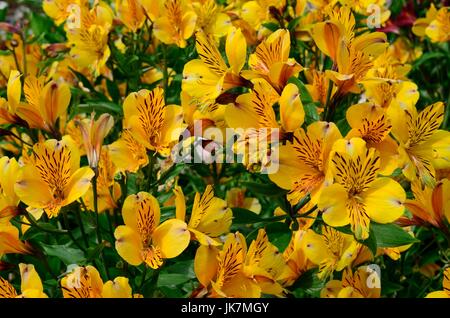 Alstroemeria golden Delight flores Lirio peruano lirio de los Incas.