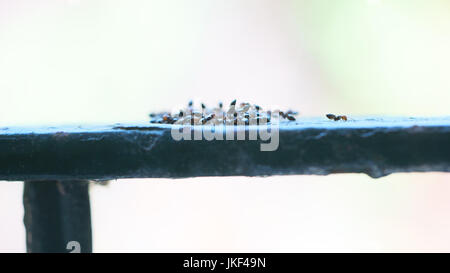 Hormiga de madera, Caballo hormiga (Formica rufa), agua potable Foto de stock