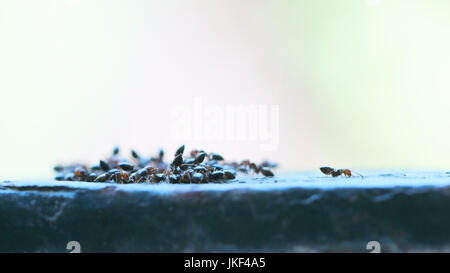 Hormiga de madera, Caballo hormiga (Formica rufa), agua potable Foto de stock