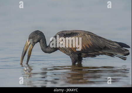 África, openbill Amastomus lamelligerus, Chobe River, el Parque Nacional Chobe, Botswana Foto de stock