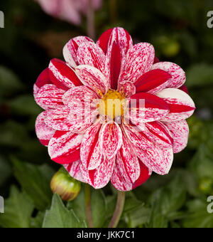 Impresionante flores blancas con manchas rojas oscuras de Mimulus