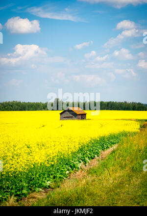 Las flores de color amarillo brillante de un campo de canola cerca de Beaumont, Alberta, Canadá.