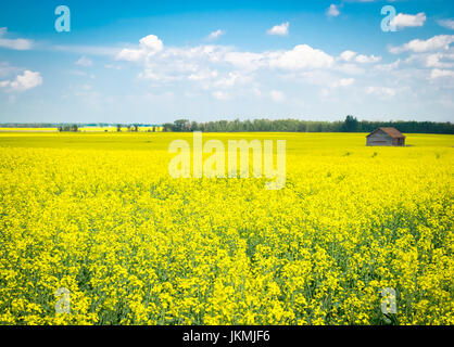 Las flores de color amarillo brillante de un campo de canola cerca de Beaumont, Alberta, Canadá.