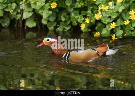 Un impresionante macho de Pato mandarín (Aix galericulata) nadando en un arroyo con un fondo de flores de celidonia.