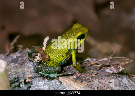 Rana Venenosa granular, "Oophaga granulifera" amarillo-form-Costa Rica