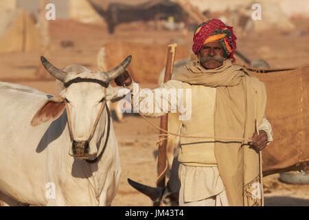 Rajasthani al hombre con su premio Nagaur Bullock, en la feria de ganado en Rajasthan, India. Foto de stock