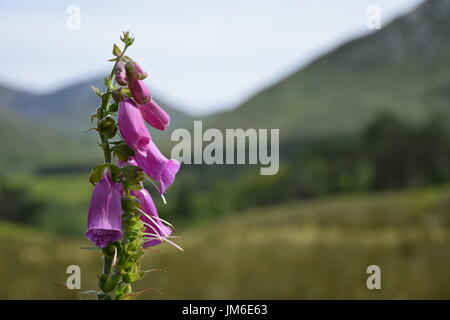 Flores de color rosa de la campana el brezo (Erica cinerea) con el telón de fondo de montañas