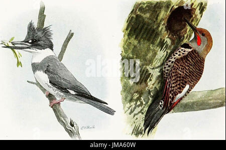 'El libro de las aves : aves comunes de la ciudad y el campo, y las aves de caza americano" (1921) Foto de stock