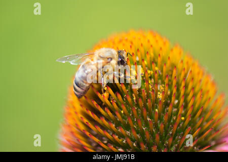 Recolección de miel de abeja polen en coneflower cabeza. Foto de stock