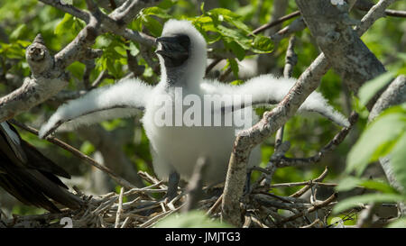 Patas rojo Bobby chick - Polluelo de piquero de patas rojas - Islas Galápagos