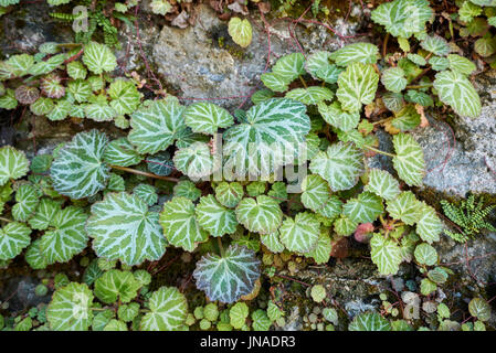 Begonia fresa / Saxifraga stolonifera Fotografía de stock - Alamy