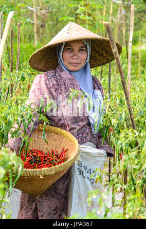 TETEBATU, INDONESIA - Septiembre 10, 2014: la cosecha IndonesianLady pimientos rojos Foto de stock