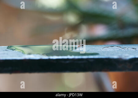 Formica rufa agua potable Foto de stock
