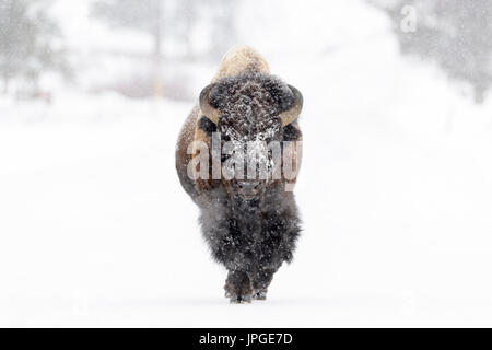 El bisonte (Bison bison) Bull, caminando en una tormenta de nieve, mirando a la cámara, el Parque Nacional de Yellowstone, Montana, Wyoming, Estados Unidos. Foto de stock