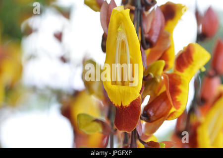 Thunbergia mysorensis, también llamado Mysore trumpetvine vid reloj o indio, es una especie de planta con flores en la familia de las acantáceas Foto de stock