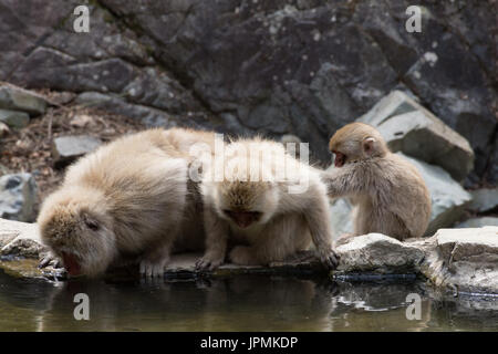 Dos adultos monos de nieve agua potable desde una piscina de aguas termales con el mono bebé grooming el adulto. Foto de stock