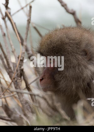 Cerca de la cabeza sólo de un mono de nieve hacia la izquierda sentado entre las ramas. Profundidad de campo.