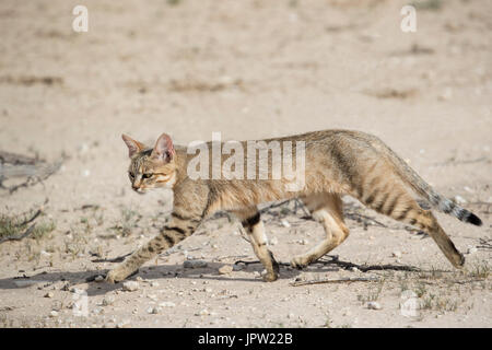 Gato Montés africano (Felis silvestris lybica), el parque transfronterizo Kgalagadi, Northern Cape, Sudáfrica, febrero de 2017 Foto de stock