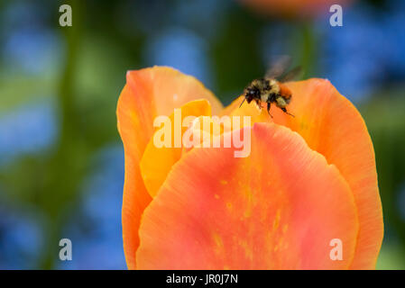 Primer plano de una abeja flotando encima de una flor en los Jardines Butchart; Victoria, British Columbia, Canadá Foto de stock