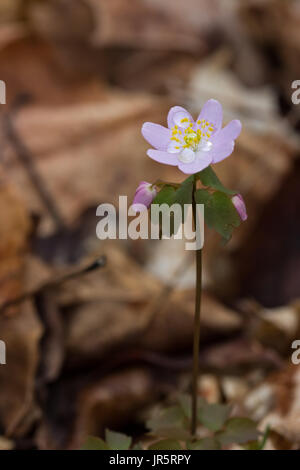 Thalictrum thalictroides con rocío matinal en bosques grandes Garbry santuario Foto de stock