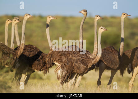 El avestruz (Struthio camelus), grupo de mujeres, la estación lluviosa con un entorno verde, el desierto de Kalahari Foto de stock
