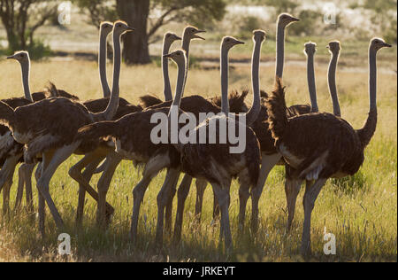 El avestruz (Struthio camelus), grupo de mujeres, la estación lluviosa con un entorno verde, el desierto de Kalahari Foto de stock