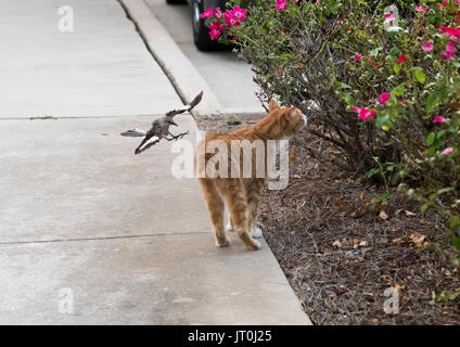 Un ruiseñor, Mimus polyglottos norte intenta conducir un gato lejos de su incipiente descendencia (invisible, de Bush). Foto de stock