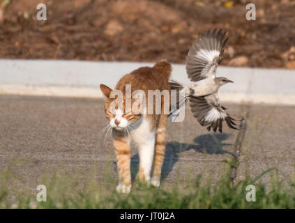 Un ruiseñor, Mimus polyglottos norte intenta conducir un gato lejos de su incipiente descendencia (invisible). Foto de stock