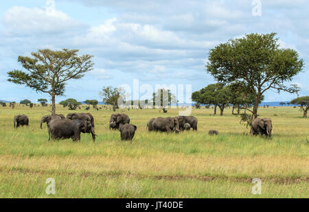 Una manada de elefantes del pastoreo en los pastizales de las llanuras del Serengeti