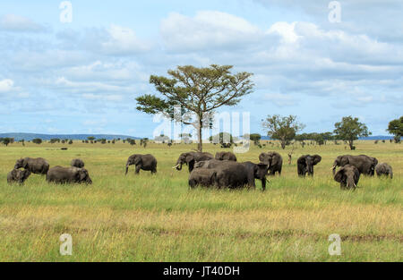 Una manada de elefantes del pastoreo en los pastizales de las llanuras del Serengeti
