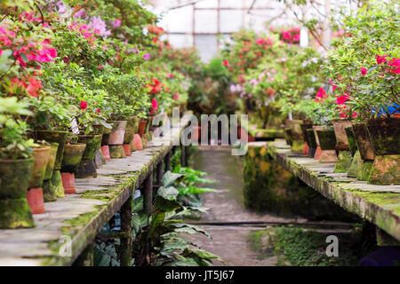 Flores en el antiguo invernadero. Rhododendron flores y plantas tropicales crecen en un invernadero vintage.