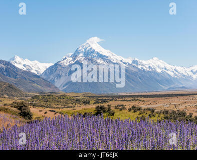 Floración flores púrpuras, el Monte Cook, montañas nevadas, el Parque Nacional de Monte Cook Alpes del Sur, Canterbury, Isla del Sur