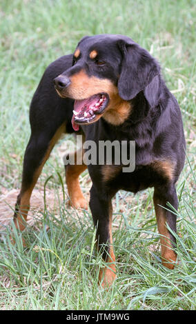 SMALAND Hound Dog de conducción para la caza de liebre y zorro Foto de stock