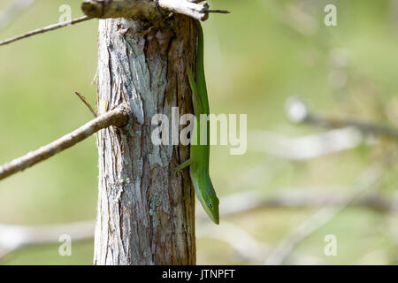 Anole verde (Anolis carolinensis), Santuario de Corkscrew Swamp, Florida, EE.UU. Foto de stock