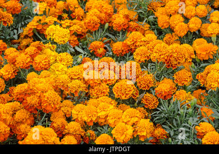 Flores de Cempasuchil. Tagetes erecta, flor mexicana del Día de los muertos  Fotografía de stock - Alamy