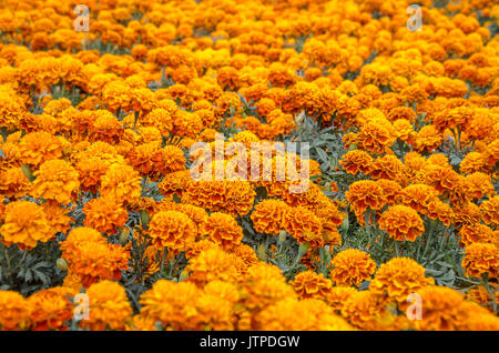 Flores de Cempasuchil. Tagetes erecta, flor mexicana del Día de los muertos  Fotografía de stock - Alamy