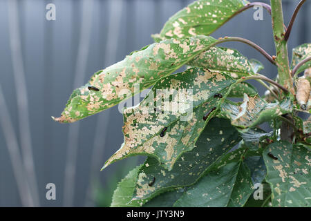 Pera y Cherry slug gusano Cherry leaf Foto de stock
