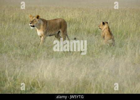 Dos leonas en pasto largo, la reserva Masai Mara, Kenia