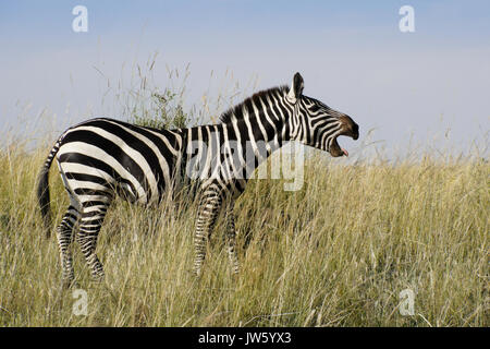 Burchell (comunes o llanuras) zebra vocalizar, la reserva Masai Mara, Kenia Foto de stock