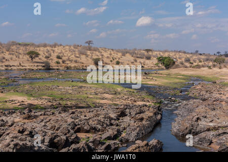 Marabou stork (Leptoptilos crumenifer) y de pico amarillo stork (Mycteria ibis) se reúnen en un río en el Parque nacional Ruaha, Tanzania Foto de stock
