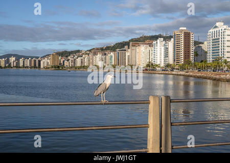 Negro-Noche coronado Heron y vistas a la ciudad - la ciudad de Florianópolis, Santa Catarina, Brasil Foto de stock