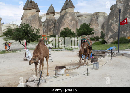NEVSEHIR, Turquía - Junio 14, 2017: Los camellos están esperando para la excursión en el Valle de Pasabag, Capadocia. Foto de stock