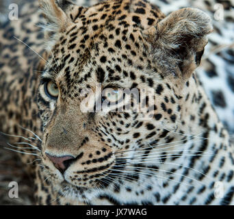 Leopardo Panthera pardus, a Sabi Sand Reserva en MalaMala, Sudáfrica. Foto de stock