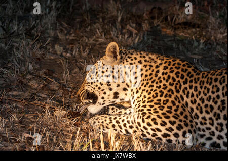 Leopardo Panthera pardus, en Sabi Sand Reserva, en MalaMala, Sudáfrica. Foto de stock