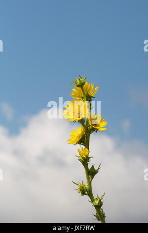 Silphium laciniatum. Brújula flor de planta Foto de stock